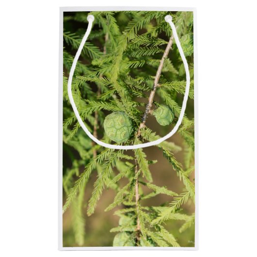 Bald Cypress Seed Cone Klein Cadeauzakje (Achterkant)