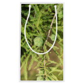 Bald Cypress Seed Cone Klein Cadeauzakje (Voorkant)