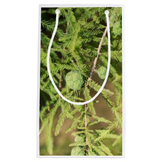 Bald Cypress Seed Cone Klein Cadeauzakje (Voorkant)