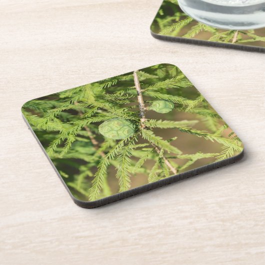 Bald Cypress Seed Cone Onderzetter (Linkerzijde)