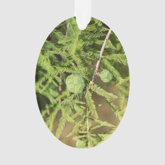 Bald Cypress Seed Cone Ornament (achterkant)