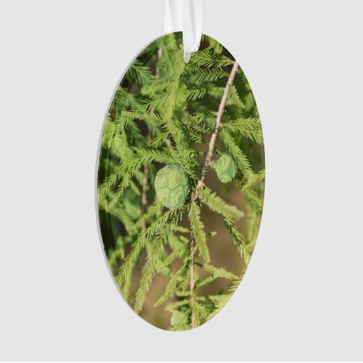 Bald Cypress Seed Cone Ornament (voorkant)