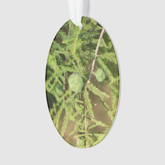 Bald Cypress Seed Cone Ornament (voorkant)