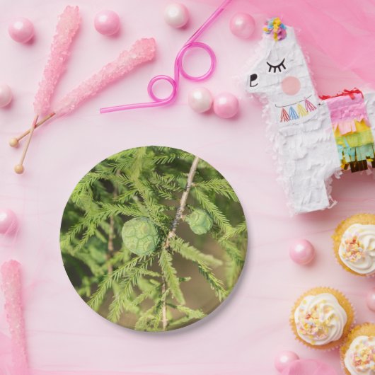 Bald Cypress Seed Cone Papieren Bordje (Feest)