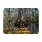Bald Cypress Tree in Swamp, Big Cypress Preserve Magneet (Horizontaal)