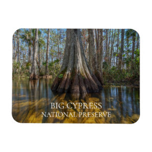 Bald Cypress Tree in Swamp, Big Cypress Preserve Magneet