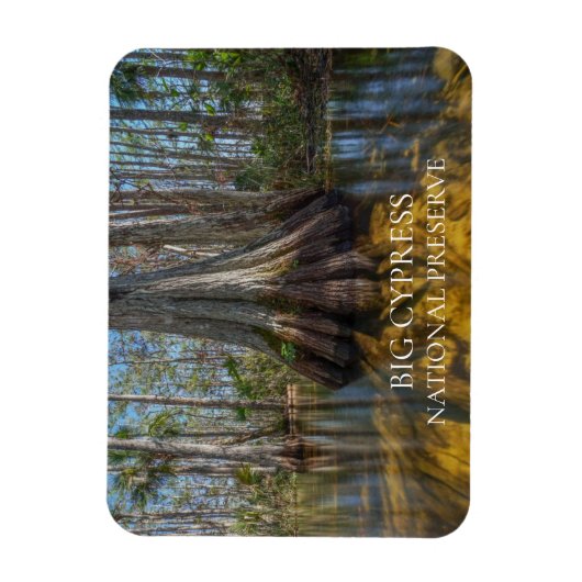 Bald Cypress Tree in Swamp, Big Cypress Preserve Magneet (Verticaal)
