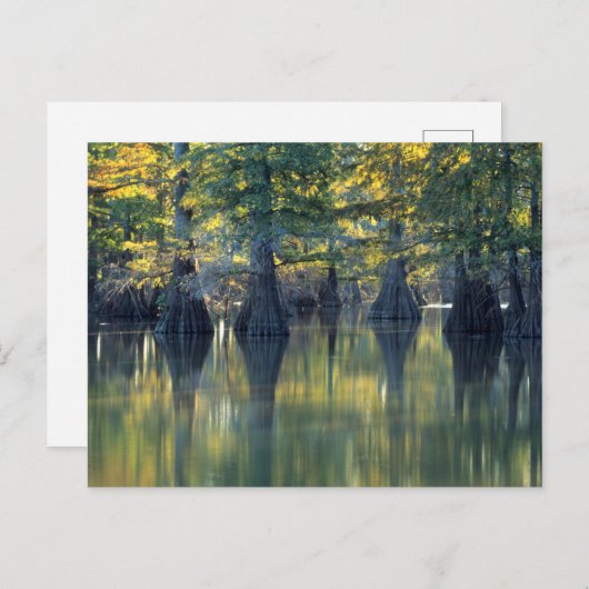 Bald Cypress Trees | Hoefijzer Lake Illinois Briefkaart (Voorkant / Achterkant)
