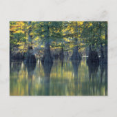 Bald Cypress Trees | Hoefijzer Lake Illinois Briefkaart (Voorkant)