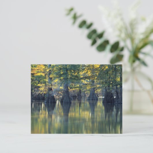 Bald Cypress Trees | Hoefijzer Lake Illinois Briefkaart (Staand voorkant)