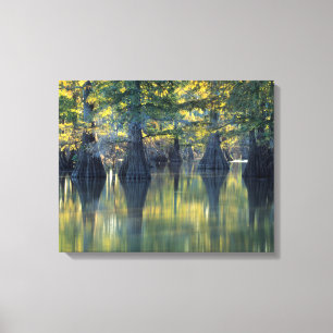 Bald Cypress Trees   Hoefijzer Lake Illinois Canvas Afdruk