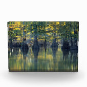 Bald Cypress Trees | Hoefijzer Lake Illinois Fotoblokken (Voorkant)