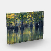 Bald Cypress Trees | Hoefijzer Lake Illinois Fotoblokken (Links)