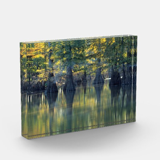 Bald Cypress Trees | Hoefijzer Lake Illinois Fotoblokken (Links)