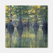 Bald Cypress Trees | Hoefijzer Lake Illinois Magneet (Voorkant)