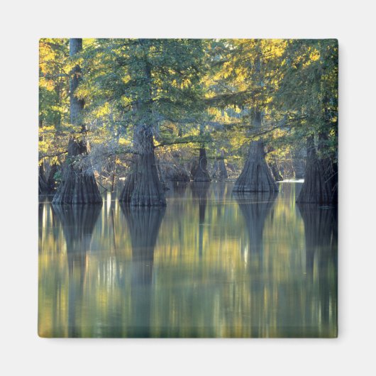 Bald Cypress Trees | Hoefijzer Lake Illinois Magneet (Voorkant)