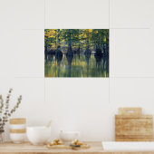 Bald Cypress Trees | Hoefijzer Lake Illinois Poster (Keuken)