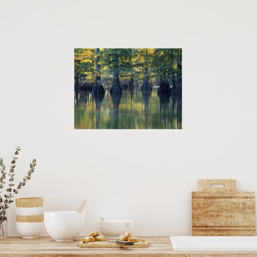 Bald Cypress Trees | Hoefijzer Lake Illinois Poster (Keuken)