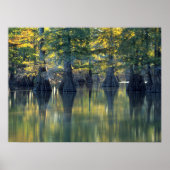 Bald Cypress Trees | Hoefijzer Lake Illinois Poster (Voorkant)