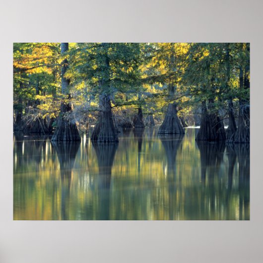 Bald Cypress Trees | Hoefijzer Lake Illinois Poster (Voorkant)