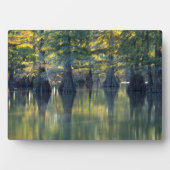 Bald Cypress Trees | Horseshoe Lake Illinois Fotoplaat (voorkant)