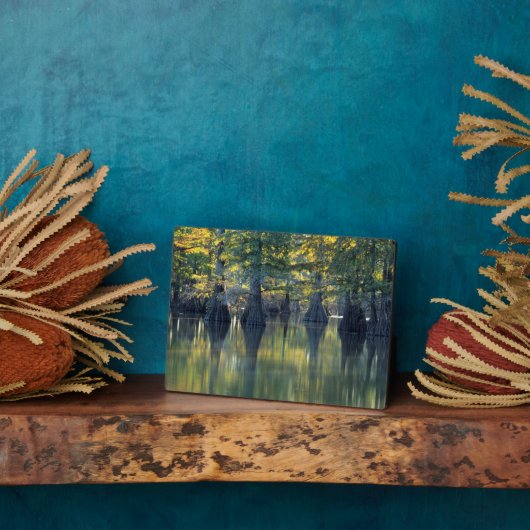Bald Cypress Trees | Horseshoe Lake Illinois Fotoplaat (Zijkant)