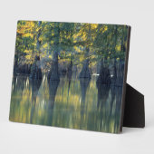 Bald Cypress Trees | Horseshoe Lake Illinois Fotoplaat (Zijkant)