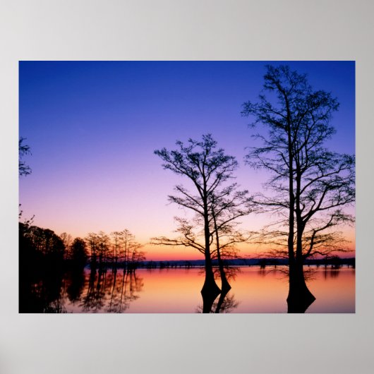 Bald Cypress Trees | Nationaal wildreservaat, TN Poster (Voorkant)