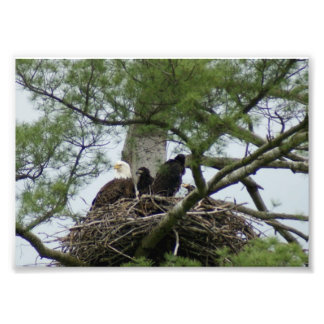 Bald Eagel in nest 7 x5 Fotografische Afdruk