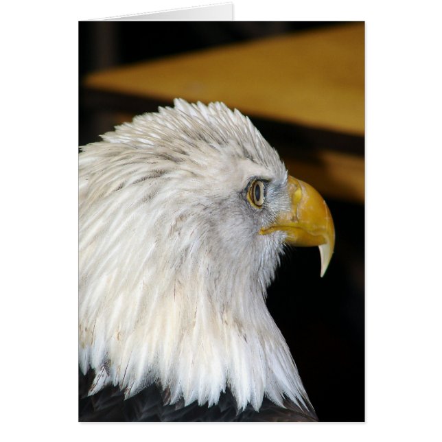 Bald Eagle (Voorkant)