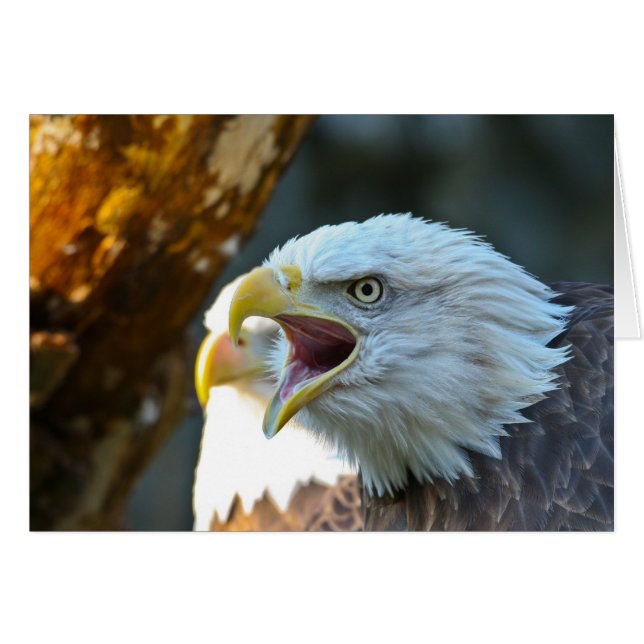 Bald Eagle (Voorkant Horizontaal)