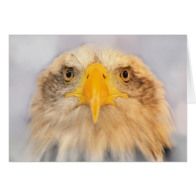Bald Eagle (Voorkant Horizontaal)