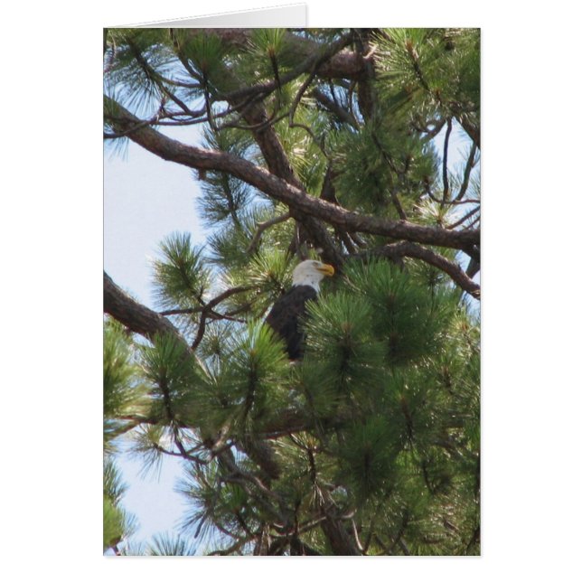 Bald Eagle (Voorkant)