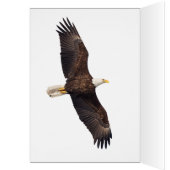 Bald Eagle (Binnen (Links))