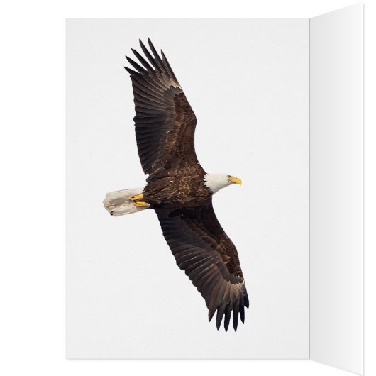Bald Eagle (Binnen (Links))
