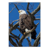 Bald Eagle (Voorkant)