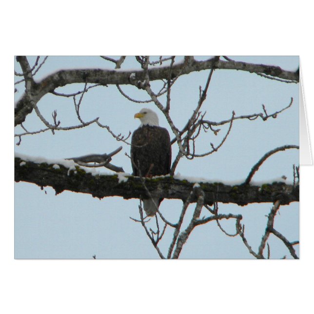 Bald Eagle (Voorkant Horizontaal)