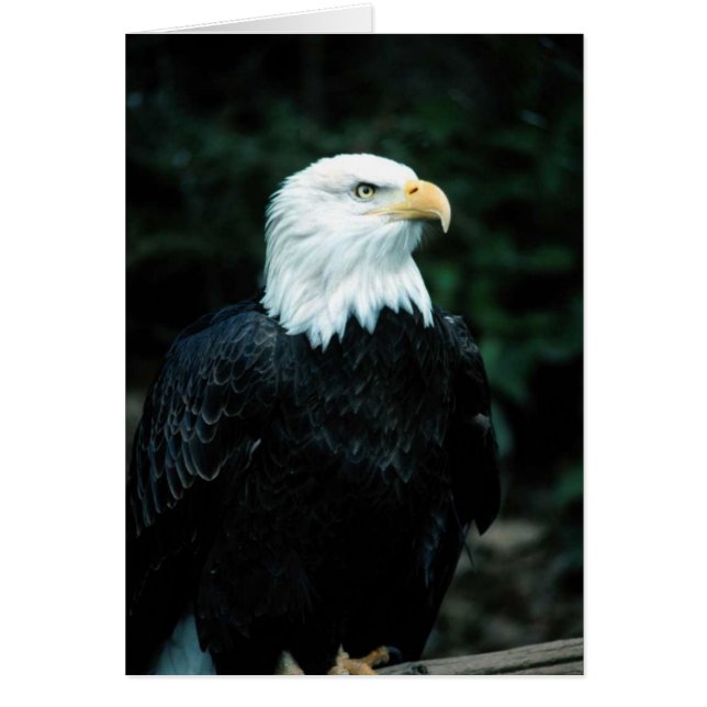 Bald Eagle (Voorkant)