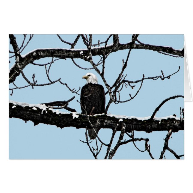 Bald Eagle (Voorkant Horizontaal)