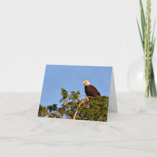 Bald Eagle #1 - Blanco briefkaart