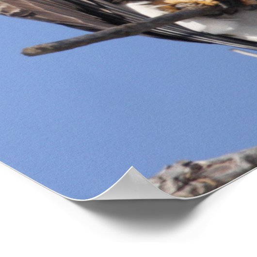 Bald Eagle 2010 Poster (Hoek)