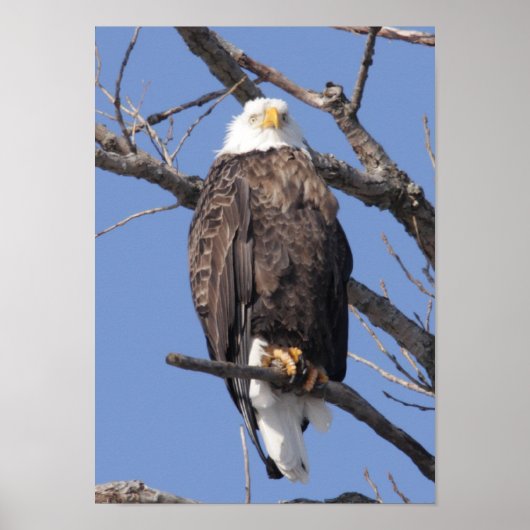 Bald Eagle 2010 Poster (Voorkant)