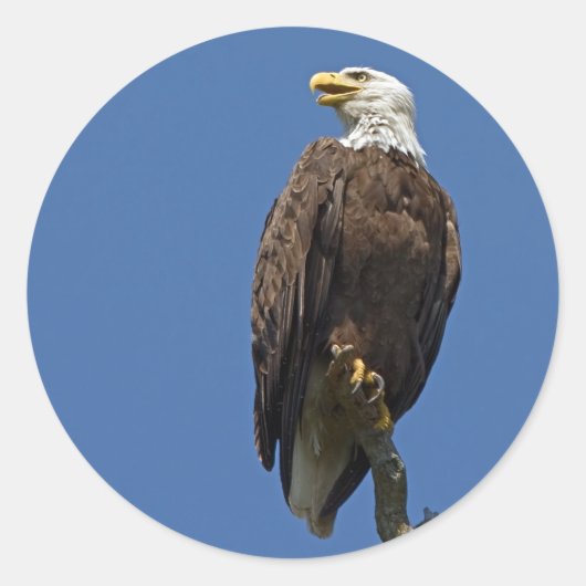 Bald Eagle 4 Ronde Sticker (Voorkant)