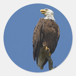 Bald Eagle 4 Ronde Sticker