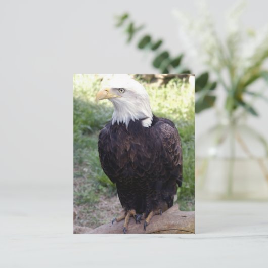 Bald Eagle 4x6 Briefkaart (Staand voorkant)