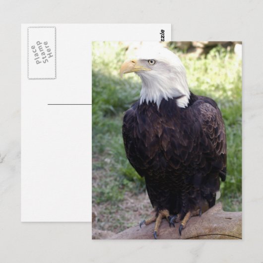 Bald Eagle 4x6 Briefkaart (Voorkant / Achterkant)