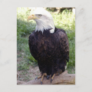 Bald Eagle 4x6 Briefkaart