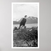 Bald Eagle Alaska 1920 Poster (Voorkant)