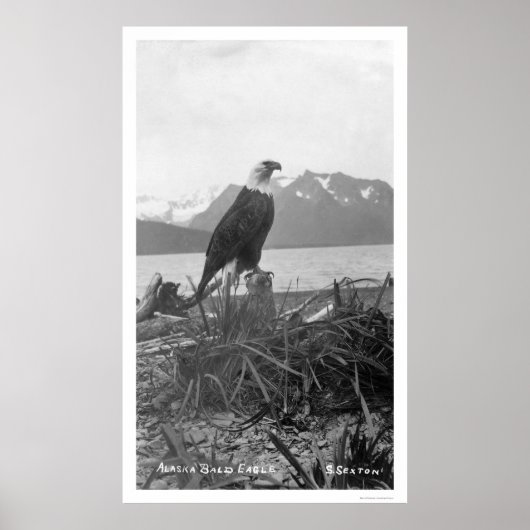 Bald Eagle Alaska 1920 Poster (Voorkant)