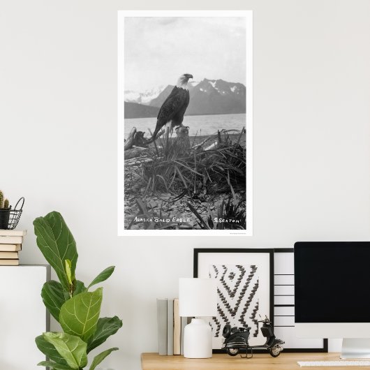 Bald Eagle Alaska 1920 Poster (Thuiskantoor)